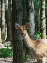 portrait deer female beautiful on forest background