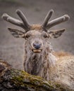 Portrait of a deer lying close to the forest Royalty Free Stock Photo