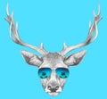 Portrait of Deer with mirror sunglasses. Royalty Free Stock Photo