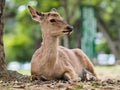 Portrait of deer in Nara Royalty Free Stock Photo