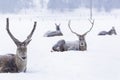 Portrait of a deer resting in snow in winter season Royalty Free Stock Photo