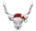 Portrait of Deer with Santa Hat. Royalty Free Stock Photo