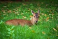 Portrait of deer sitting on spring green grass Royalty Free Stock Photo