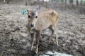 Portrait of a deer standing on the ground in a garden