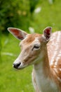 Portrait: Deer Royalty Free Stock Photo