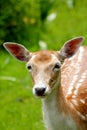 Portrait: Deer