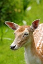 Portrait: Deer