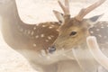 Portrait deer in the zoo.