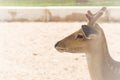 Portrait deer in the zoo.