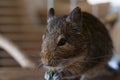 Portrait of a degu squirrel eating grass