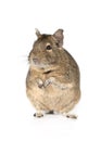 Portrait of a degu on a white