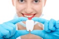 Portrait of dentist with tooth on white background Royalty Free Stock Photo