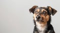 The portrait depicts a cute brown, black, and white mixed breed rescue dog looking forward against a white background Royalty Free Stock Photo