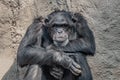 Portrait of depressed Chimpanzee at rocky background Royalty Free Stock Photo