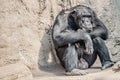 Portrait of depressed Chimpanzee at rocky background Royalty Free Stock Photo