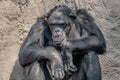 Portrait of depressed Chimpanzee at rocky background Royalty Free Stock Photo