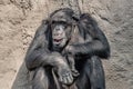 Portrait of depressed Chimpanzee at rocky background