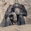 Portrait of depressed Chimpanzee at rocky background