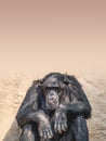 Portrait of depressed Chimpanzee at smooth background