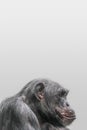 Portrait of depressed Chimpanzee at smooth background