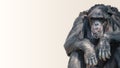 Portrait of depressed and tired old Chimpanzee at smooth background, closeup, details, paste space Royalty Free Stock Photo