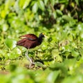 Portrait eines Northern Jacana