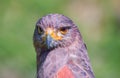 Portrait of a desert buzzard Royalty Free Stock Photo