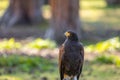 Portrait of a desert buzzard at a sunny day in summer. Royalty Free Stock Photo