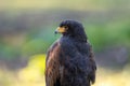 Portrait of a desert buzzard at a sunny day in summer. Royalty Free Stock Photo