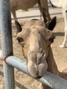 Camel Royalty Free Stock Photo