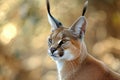 Portrait desert cats Caracal or African lynx Royalty Free Stock Photo