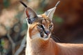 Portrait desert cats Caracal or African lynx Royalty Free Stock Photo