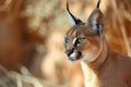 Portrait desert cats Caracal or African lynx Royalty Free Stock Photo