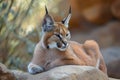 Portrait desert cats Caracal or African lynx Royalty Free Stock Photo