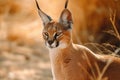 Portrait desert cats Caracal or African lynx Royalty Free Stock Photo