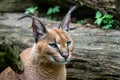 Portrait desert cats Caracal Caracal caracal Royalty Free Stock Photo