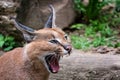 Portrait desert cats Caracal or African lynx