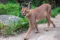 Portrait desert cats Caracal Caracal caracal or African lynx with long tufted ears