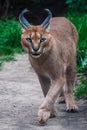 Portrait desert cats Caracal Caracal caracal or African lynx with long tufted ears