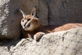 Portrait desert cats Caracal, Caracal caracal