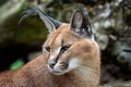 Portrait desert cats Caracal Caracal caracal Royalty Free Stock Photo