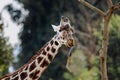 Portrait and detail of African giraffe (Giraffa camelopardalis) Royalty Free Stock Photo