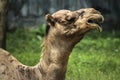 Portrait and detail close up of funny looking wildlife mammal desert camel