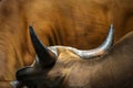 Portrait and detail close up of mammal farm cow livestock head Royalty Free Stock Photo