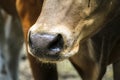 Portrait and detail close up of mammal farm cow livestock head Royalty Free Stock Photo