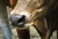 Portrait and detail close up of mammal farm cow livestock head Royalty Free Stock Photo