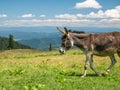 Portrait detail with a cute donkey in the mountains of Romania. Donkey in Piatra Mare Big Rock mountains