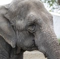 Portrait detail of grey old elephant Royalty Free Stock Photo