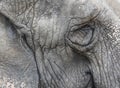 Portrait detail of grey old elephant Royalty Free Stock Photo