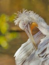 Portrait detail white pelican